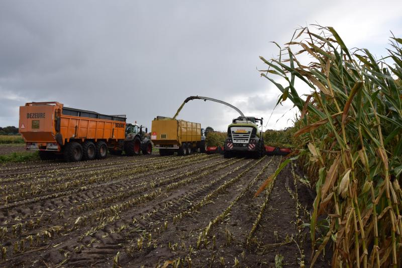 Naast twee bunkerhakselaars heeft loonbedrijf De Bruyne nog een klassieke ‘buismachine’. Hier rijden meestal de drie-assers silagewagens bij, aangevuld met twee-assers.