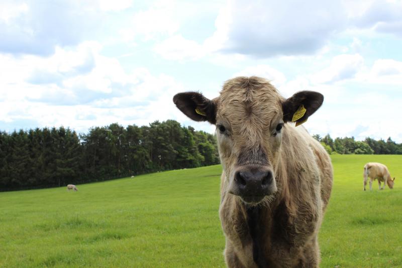 Rendabiliteit en klimaatbewust produceren gaan in de rundveehouderij hand in hand!