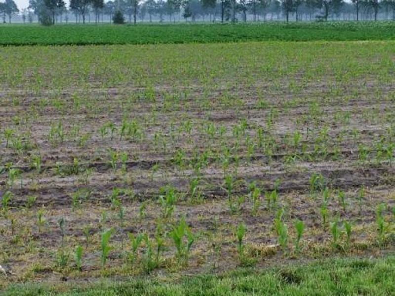 Deze maïs staat te dun omdat er planten wegvielen.