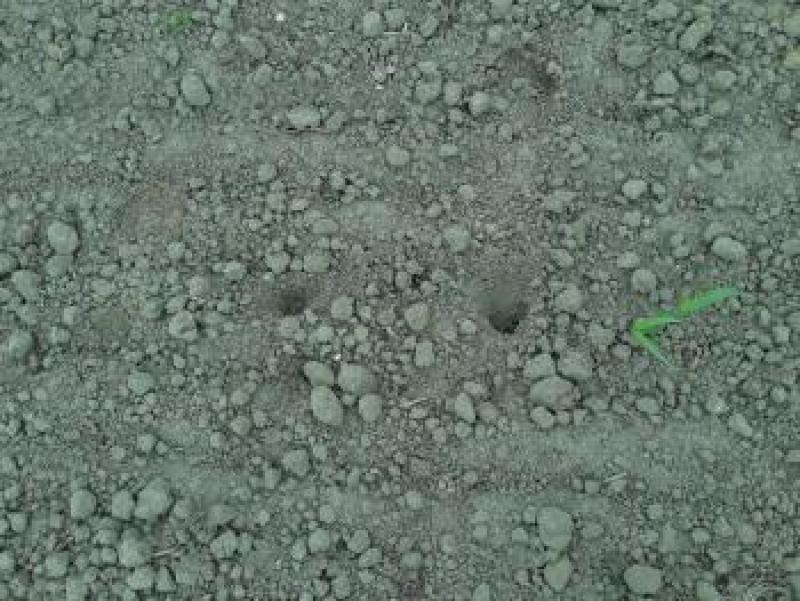 Putjes, ontstaan door vogels die maiszaad roofden.