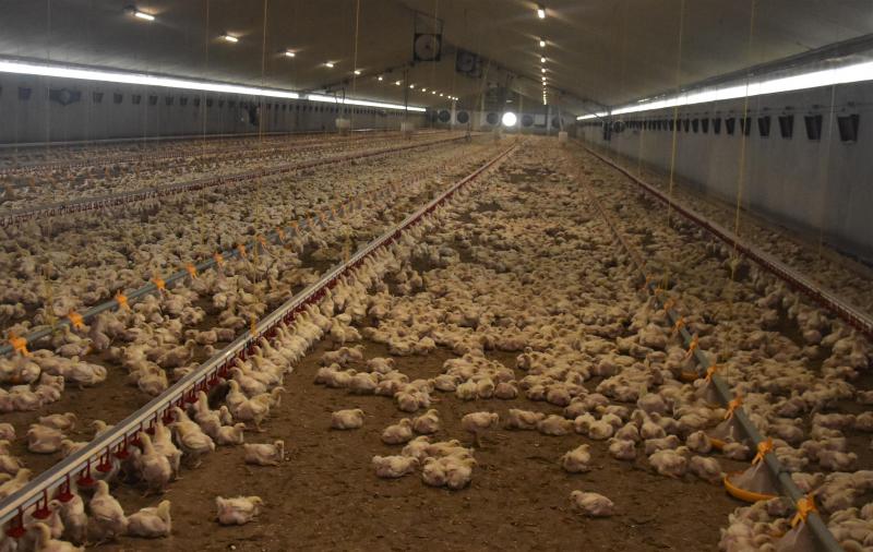 Het bedrijf heeft 89.000 braadkippen.