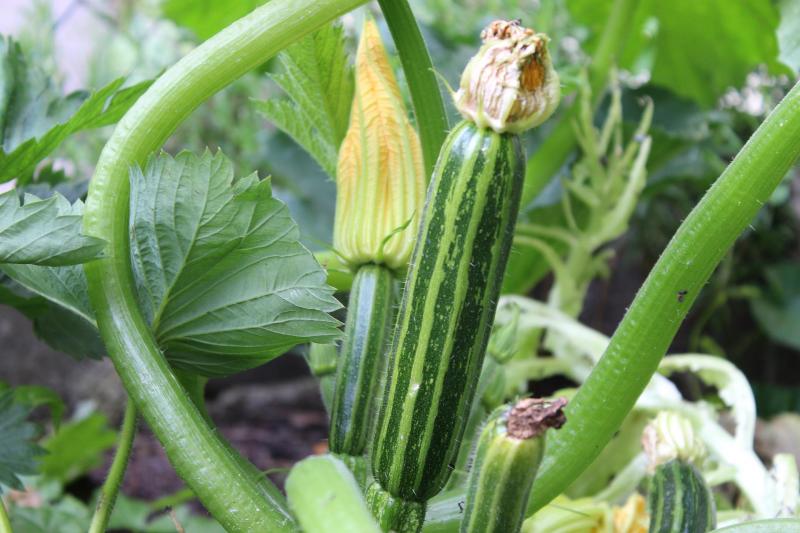 In omzet staan de courgetten bij de REO Veiling op 9.