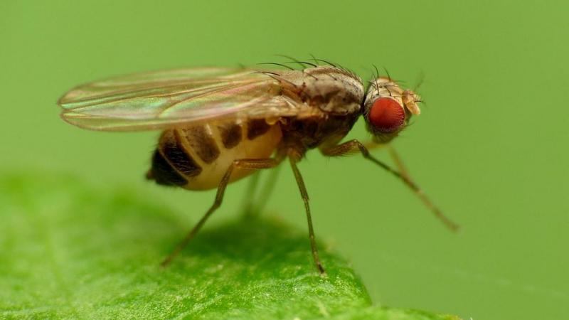 Drosophilidae