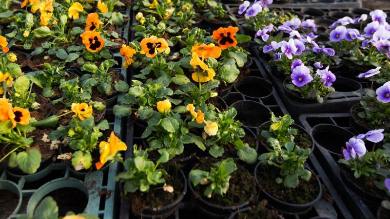 Vandaag is de Vlaamse sierteelt - onder meer door de verplichting van een groot deel van de tuincentra - het allergrootst slachtoffer.