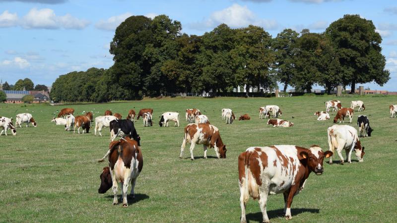 Zo’n 100  melkkoeien en bijhorend jongvee geven kleur en leven aan het landschap in Heverlee.