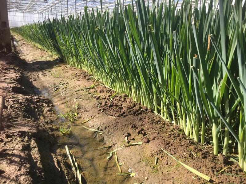 “Het vroeg segment in serres en de plantjes uit het buitenland worden ingevoerd zodat we heel het gamma kunnen aanbieden.