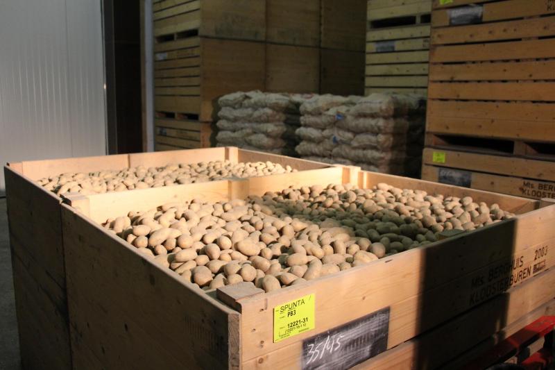 Berghuis koopt tegenwoordig rechtstreeks miniknollen aan en werkt daar bij voorkeur drie jaar mee en maximaal vijf jaar.