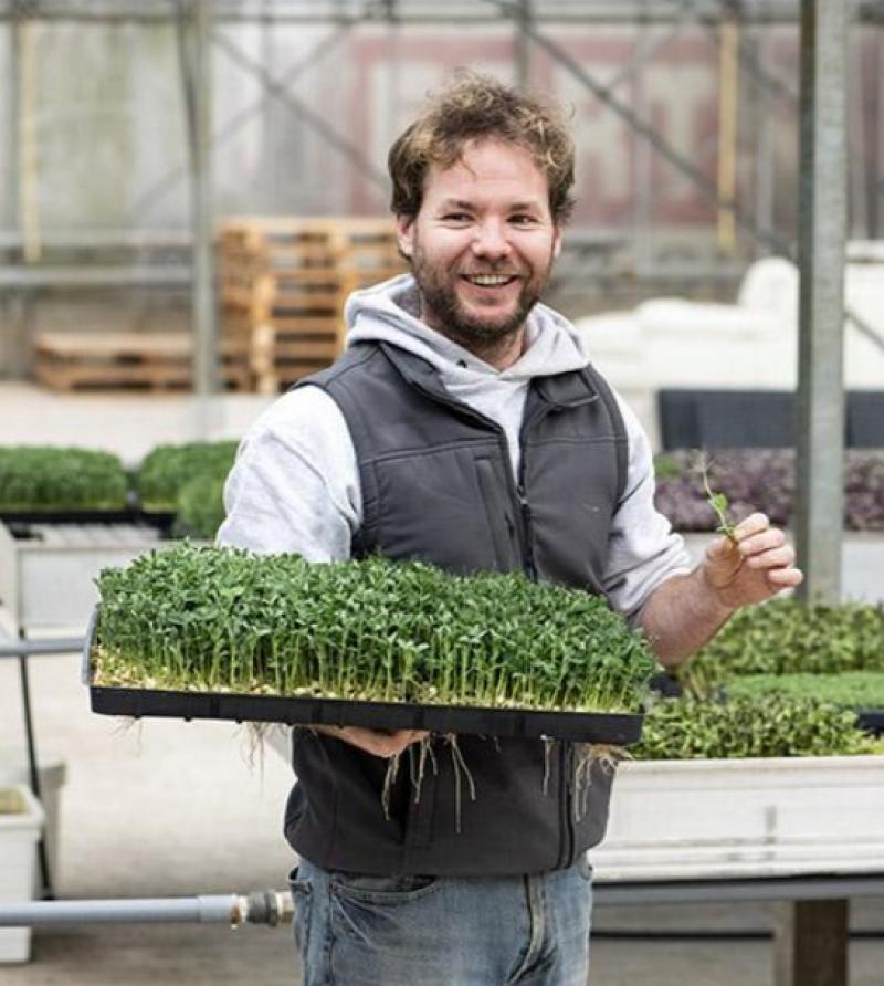 Pachagreens