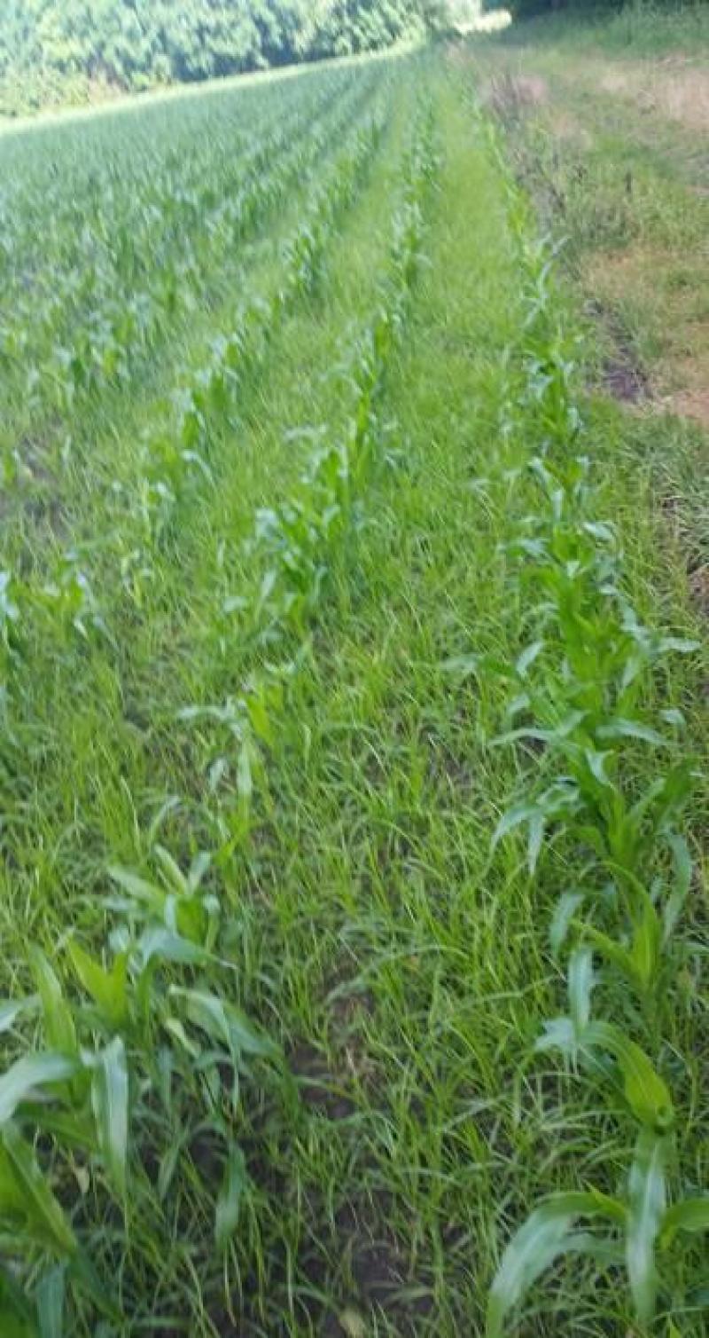 Links op foto knolcyperus in maïs, rechts hanepoot.