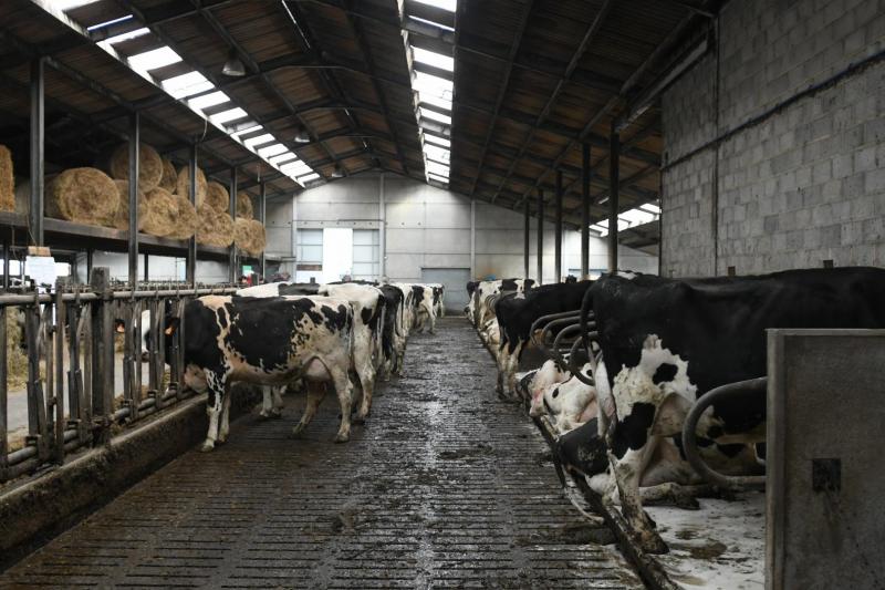 In de stal zijn de plaatsen geteld en is er geen overbezetting. Dat draagt eveneens bij tot de goede resultaten van het bedrijf.