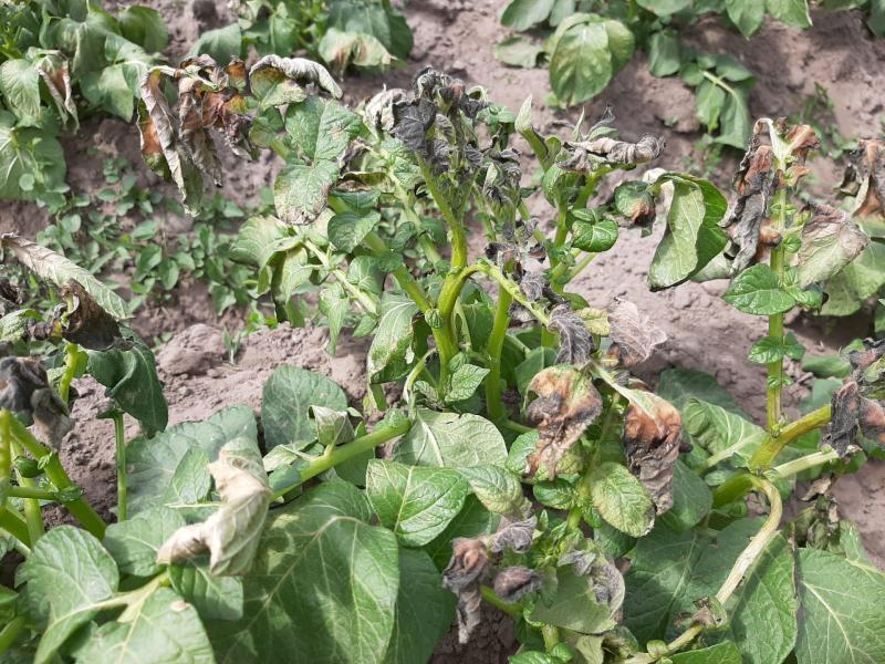 Vorstschade bij aardappelplanten.
