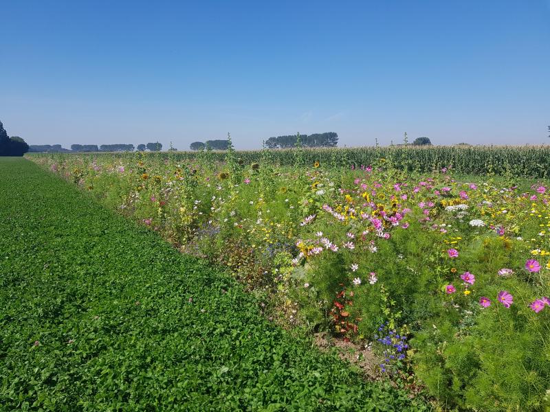 In de herfst van 2018 ging Cornelis Mosselman nadenken over de mogelijkheden met strokenteelt. “Om een nóg diverser ecologisch systeem te krijgen. Dus dat zou betekenen, om de 3.20 meter een ander gewas. Dit jaar ben ik daar voor het eerst mee begonnen op in totaal 15 hectare.”