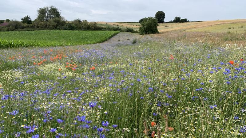Landbouwers leggen steeds meer bebloemde akkerranden aan.