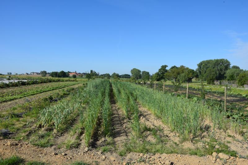 Op kleine schaal worden oude tarwerassen vermeerderd.