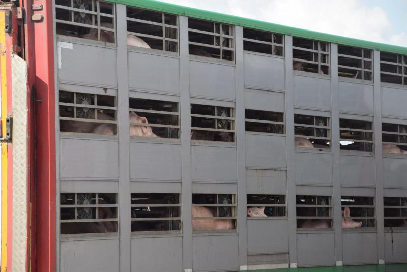 Ook bij transport is aandacht nodig voor mogelijke hittestress.