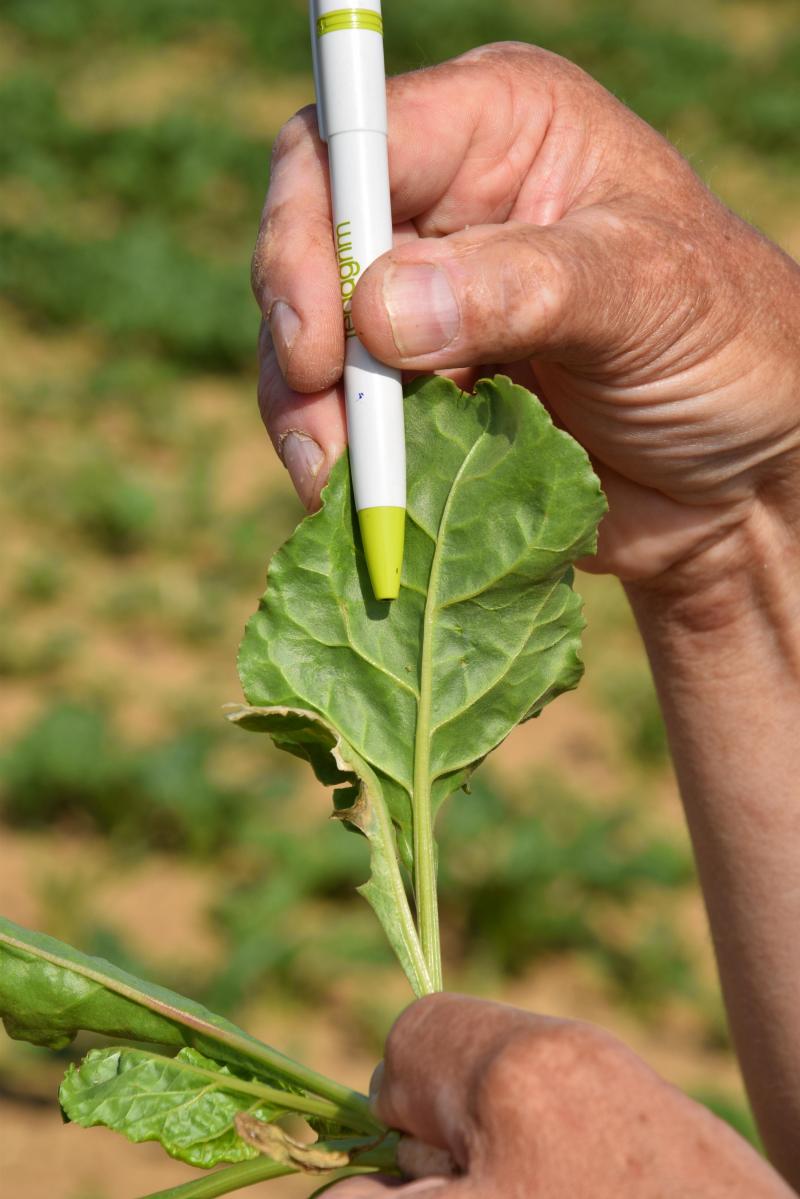 Groene bladluizen waren dit jaar vroeg aanwezig in vele bietenvelden.