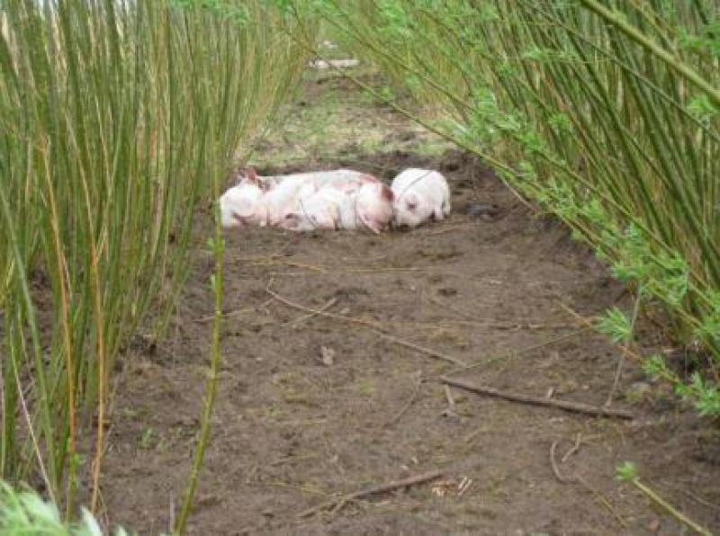 Varkens in een wilgenplantage voor korteomloophoutproductie.