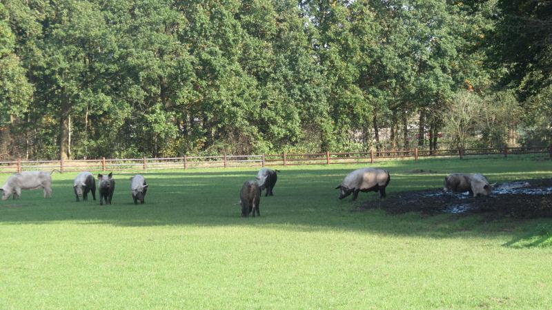 Schaduw en de mogelijkheid om een modderbad te nemen, laten de varkens in buitenbeloop toe om voldoende beschutting en afkoeling te zoeken.