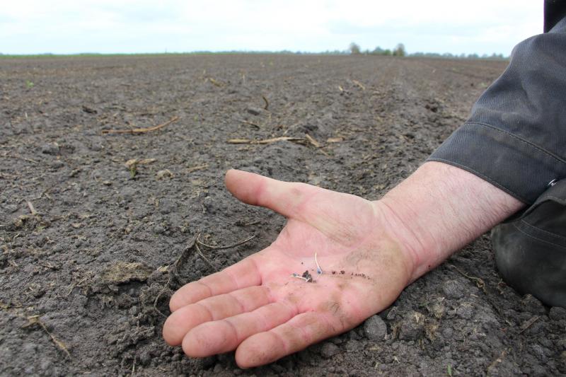 Een medewerker van Evenhuis laat het net ontkiemde uienzaad zien. Momenteel teelt het akkerbouwbedrijf 375 hectare consumptieaardappelen, 25 hectare zetmeelaardappelen en verder veel hectares bieten, granen, mais en uien.