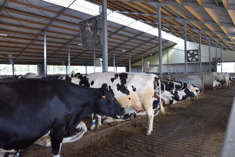 Bij hittestress kunnen ventilatoren zorgen voor de nodige luchtverplaatsing.