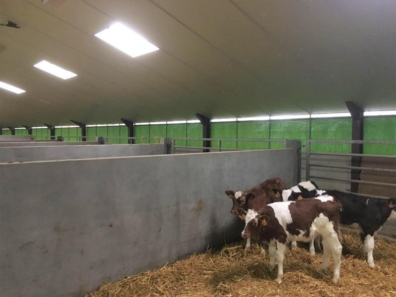 Deze stal heeft over de hele lengte windbreeknetten voor een optimale ventilatie.