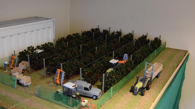 Alles wat rond groente- en fruitteelt draait interesseert Christophe sterk.  Daarom ook deze miniatuurboomgaard.