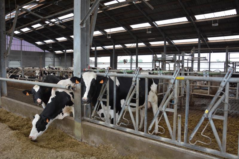 Het melkveebedrijf is alles behalve een bijzaak geworden voor de onderneming. Ook hier streeft het bedrijf naar een gezonde groei.