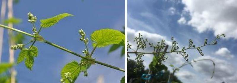 Mannelijke hopbloemtrossen net voor bloei.