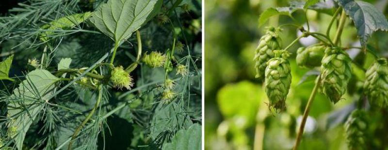 De vrouwelijke bloeiwijze van een hopplant zijn hopbellen. Deze worden niet gezocht in het project Hopbel.