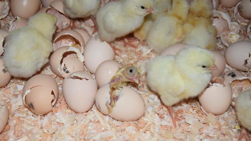 Op de tweede dag in de stal breken de kuikentjes massaal door het ei.