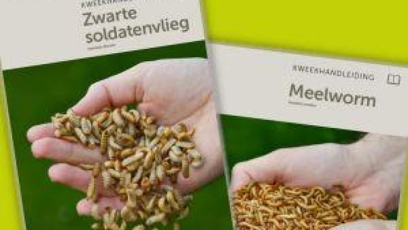 Inagro bracht recent 2 handleidingen uit omtrent insectenkweek.