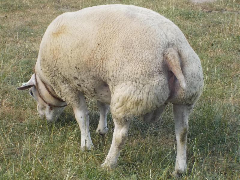 In functie van de fokdoelen is de keuze van een geschikte ram uiterst belangrijk.