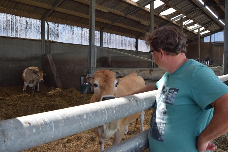 Aubrac, dat vind ik zo’n ‘schoon koeike’ , vertelt Tom Cockx.