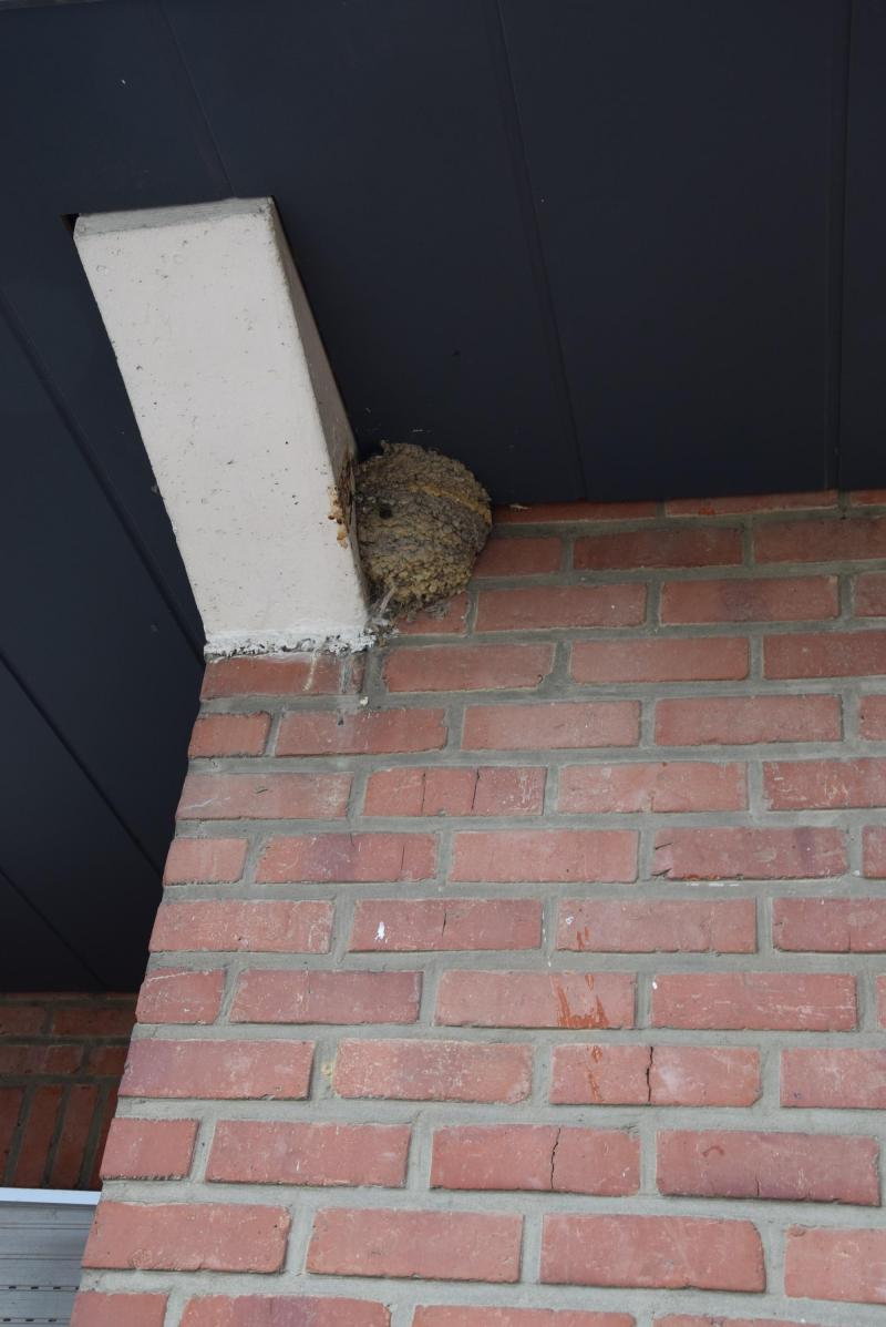 Er bevinden zich zo’n 40 zwaluwnesten in en rond Tom zijn bedrijf.
