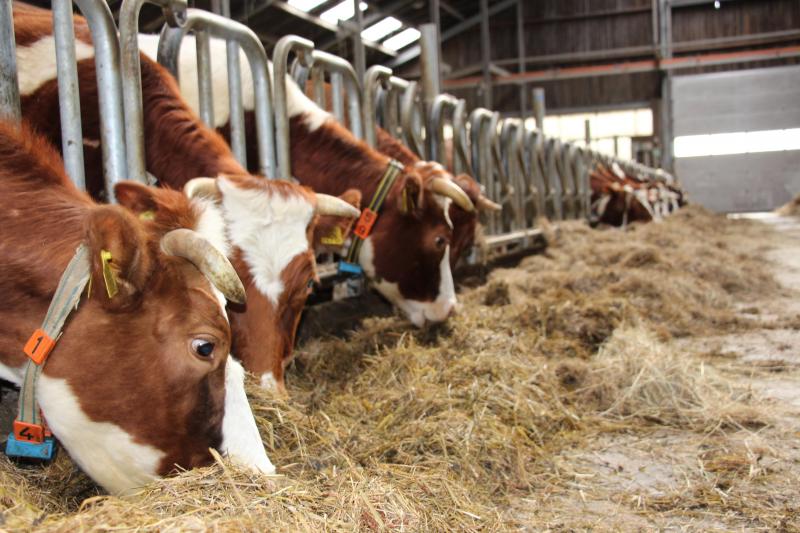 Nu al mest de melkveehoudster de stiertjes en de overblijvende vaarzen af, maar op termijn stapt ze wellicht volledig over op vleesvee. Harberink: “Het is eigenlijk zonde dat ik peperdure fosfaatrechten voor mijn melkvee moet gebruiken.”