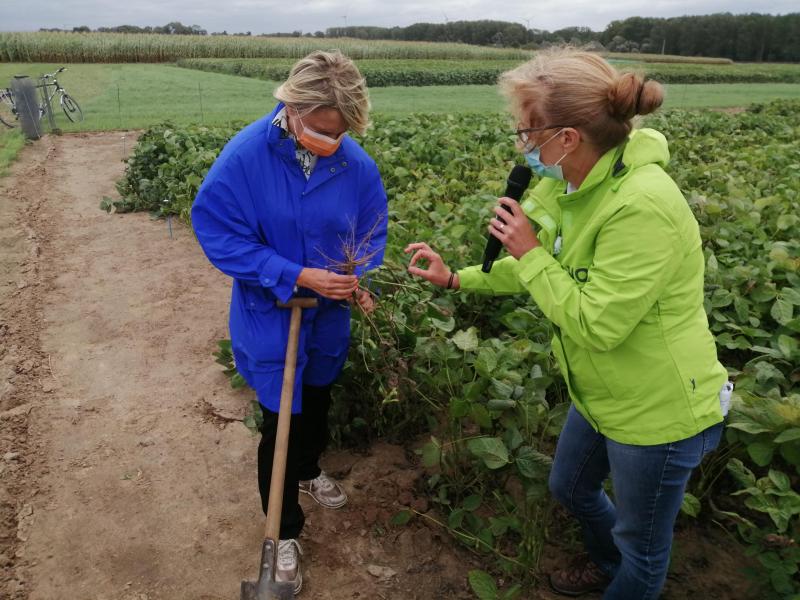 ILVO zet meer en meer in op onderzoek rond nieuwe peulgewassen, onder meer rond soja, kikkererwten, rode boon...