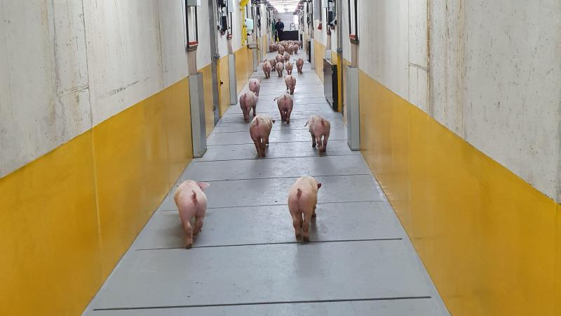 Volgens Houben kan diermeel terug als grondstof in diervoeders: “Hierdoor kunnen we de regenwouden behouden en wordt de footprint van onze diervoeders veel lager.”