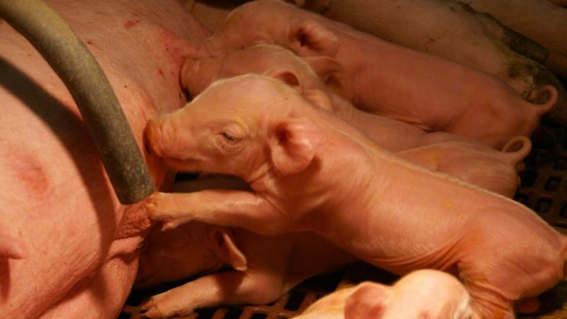 Wanneer elke big minstens één tepel ter beschikking heeft, wil dit zeggen dat alle biggen gelijktijdig kunnen drinken tijdens de melkbeurt.