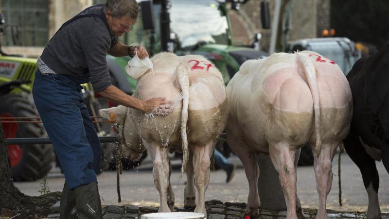 Bij Leuvense evenementen met dieren wordt van de dierenbegeleiders steeds een diervriendelijke houding verwacht