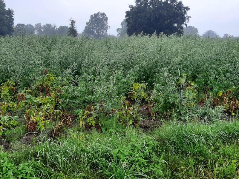 Grote  melganzenvoet  in een  aardappel- perceel.