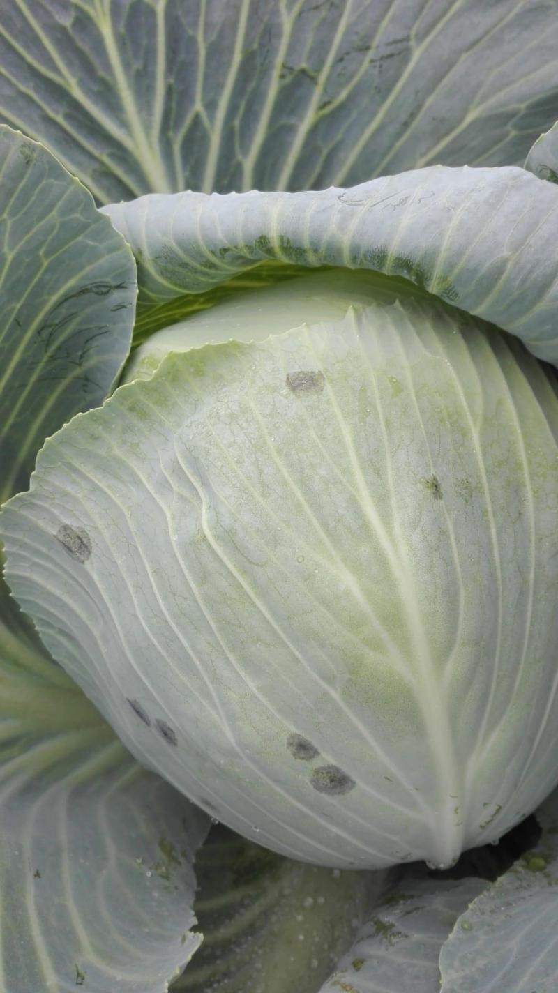 In witte kool zien we light leaf spot (LLS)  optreden.