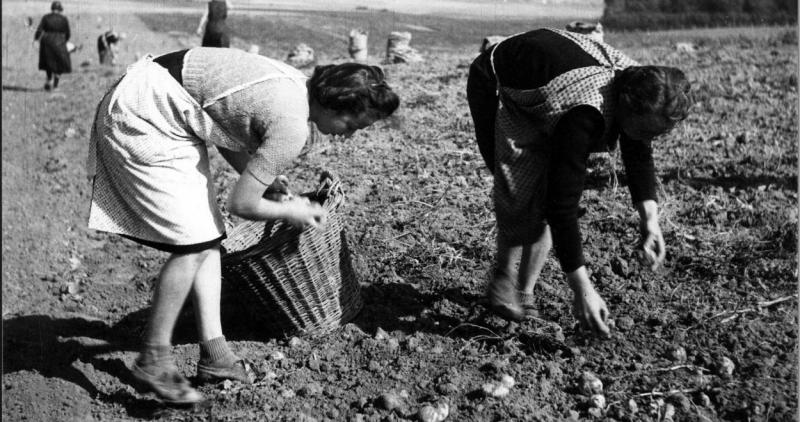 De landbouwproductie werd door de Duitsers sterk gereguleerd, en bevorderde een plantaardig dieet.