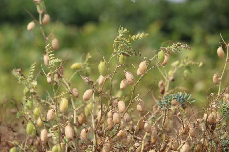 Landbouwers experimenteren op kleine schaal met peulvruchten.