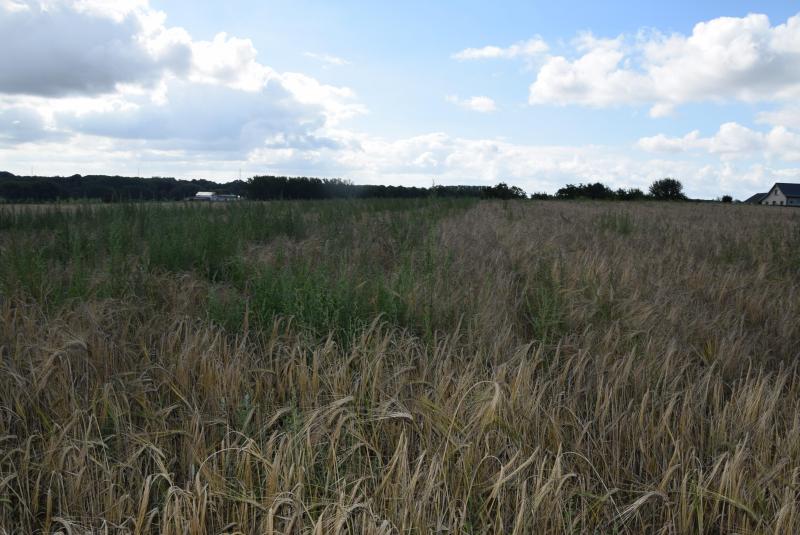 De rassen met een goede kiemkracht staan properder, omdat het gewas mooi dichtgroeit.