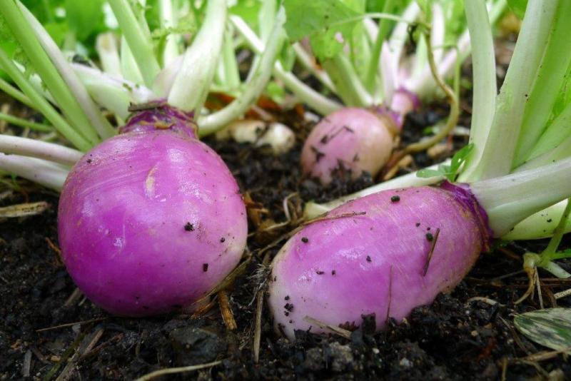 Look die voor de winter geplant wordt kan men oogsten vanaf juli.