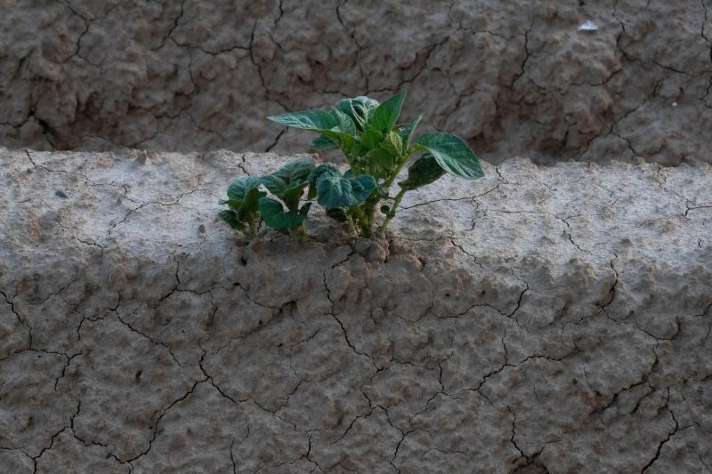 Ook in 2020 sloeg de droogte hard toe.