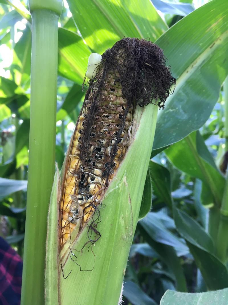 Mycotoxinen zijn giftige stoffen die door bepaalde schimmels worden gevormd. Fusarium in maïs is bijvoorbeeld een gekend probleem. Het veroorzaakt stengel- en kolfsteelrot.