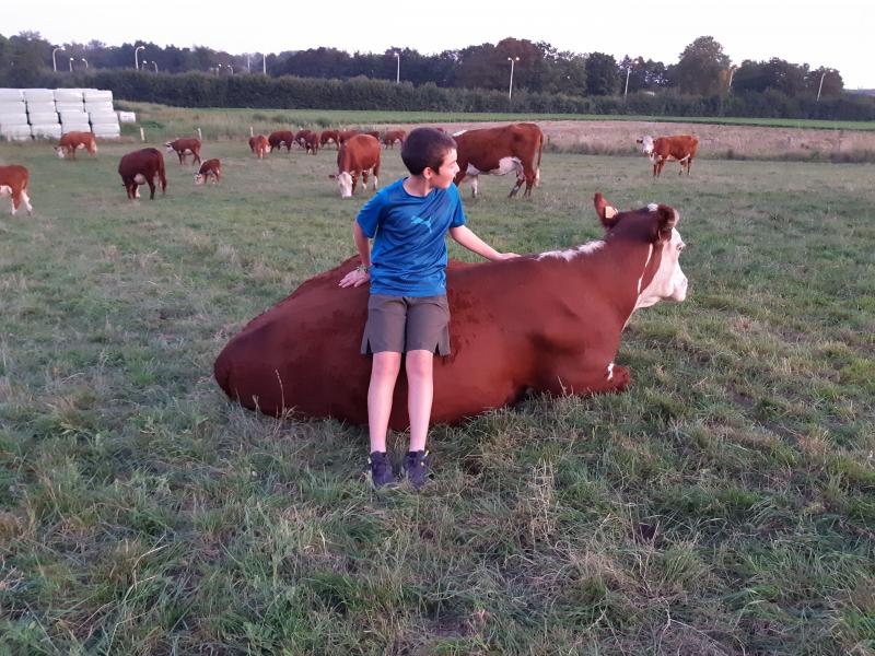 Zoon Nicolas is ook zot van boeren, en van de Hereford-runderen.