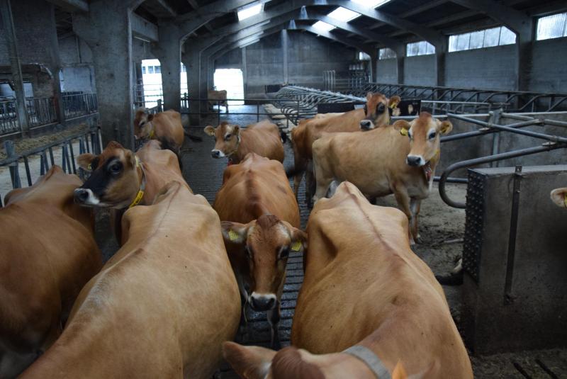 Bijdrage Bezwaar wijsheid Ras in de kijker: Jersey-koeien zijn kleine toppers - Landbouwleven