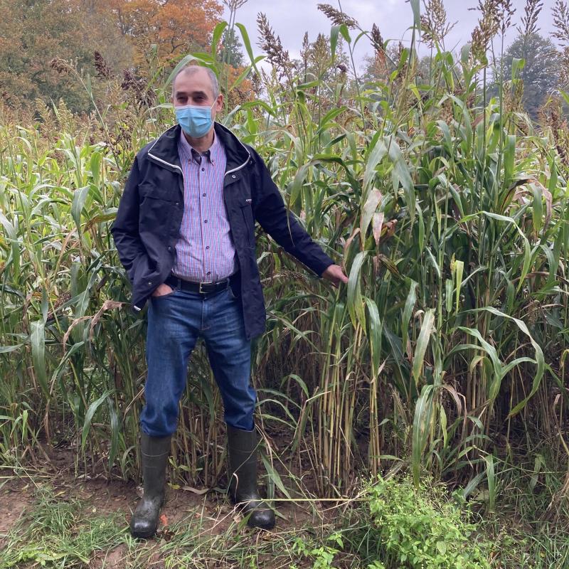 Marc Tops kiest naast maïs ook voor sorghum.